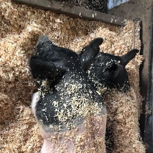 Meet your Posher, Al